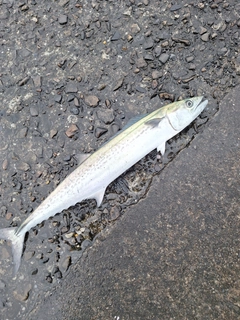 サゴシの釣果
