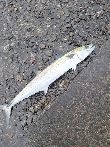 サゴシの釣果