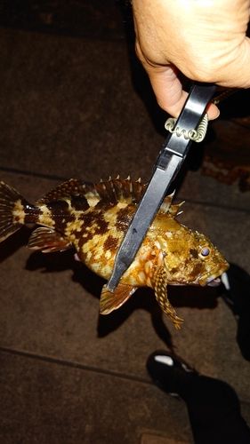 カサゴの釣果