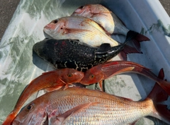 マダイの釣果