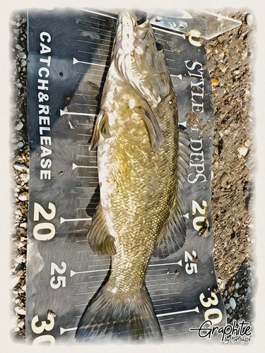 スモールマウスバスの釣果