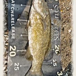 スモールマウスバス