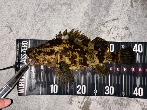 タケノコメバルの釣果