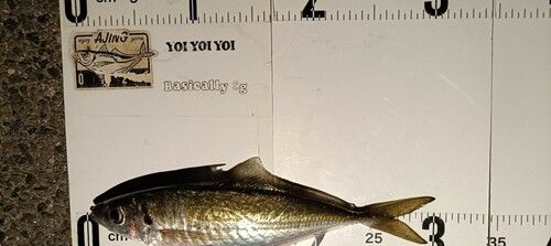 マアジの釣果