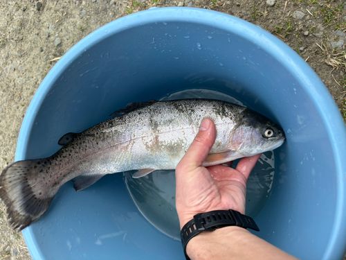 ニジマスの釣果