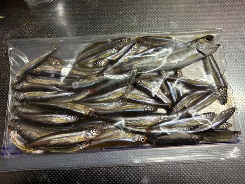 ワカサギの釣果