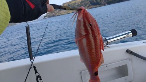 オキナヒメジの釣果