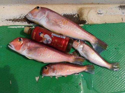 アマダイの釣果