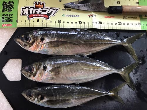 アジの釣果