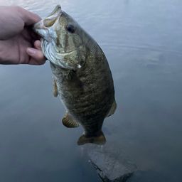 スモールマウスバス