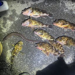 カサゴ