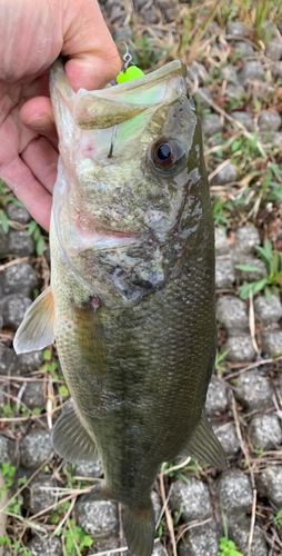 ブラックバスの釣果