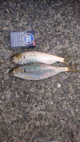 コノシロの釣果