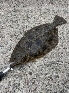 ヒラメの釣果
