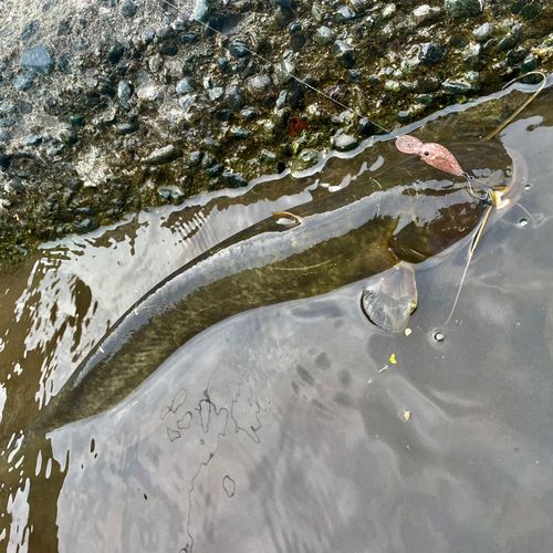 ナマズの釣果