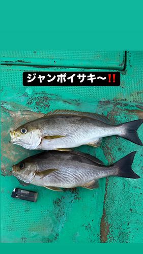 イサキの釣果