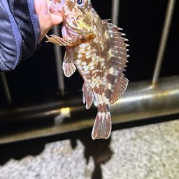 カサゴ
