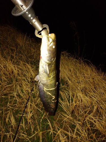 マナマズの釣果