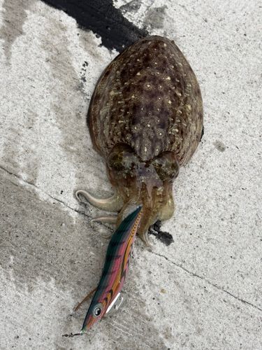 コウイカの釣果