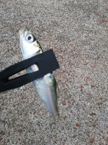イワシの釣果