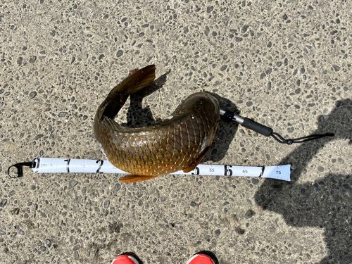 コイの釣果