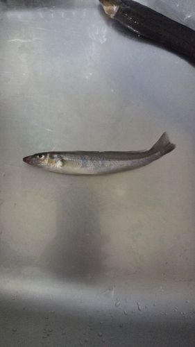 キスの釣果
