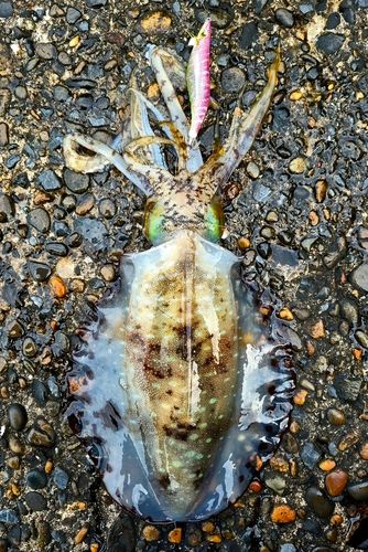 アオリイカの釣果