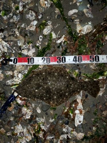 ヒラメの釣果