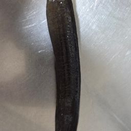 ギンポ