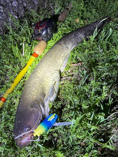 ナマズの釣果