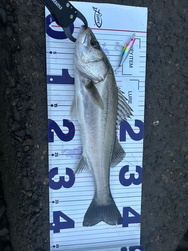 フッコ（マルスズキ）の釣果