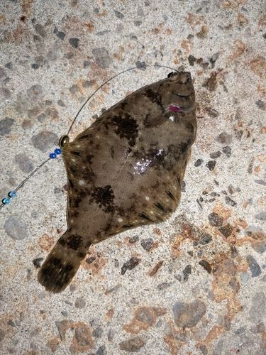 クロガシラガレイの釣果