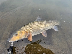 ニゴイの釣果