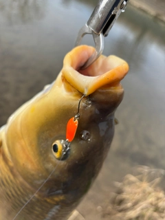 コイの釣果