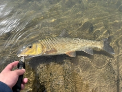 ニゴイの釣果