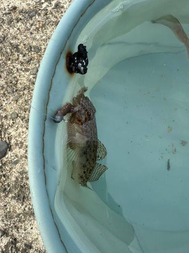 ハゼの釣果