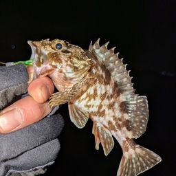 カサゴ
