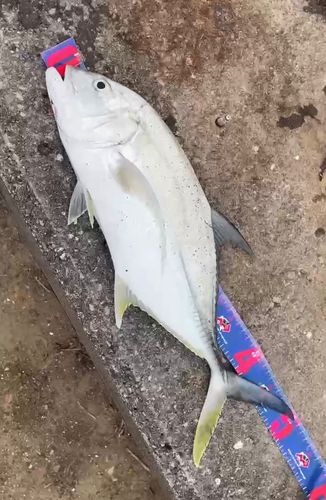 オニヒラアジの釣果