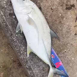 オニヒラアジ