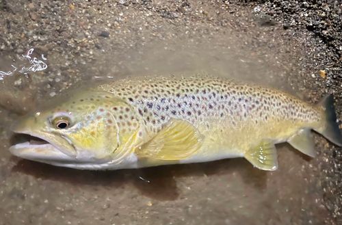 ブラウントラウトの釣果