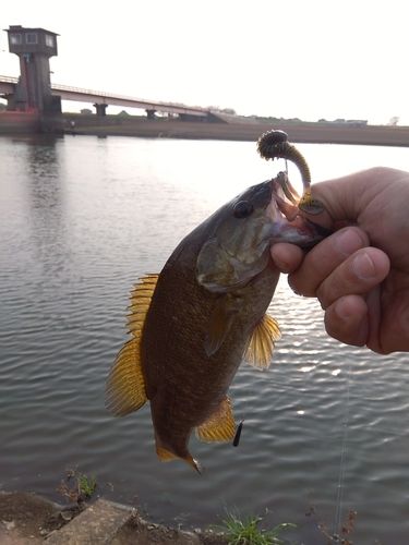スモールマウスバスの釣果