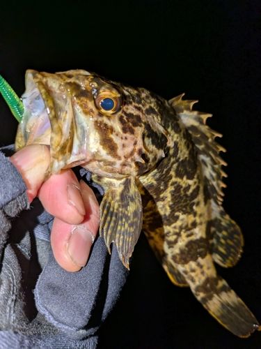 タケノコメバルの釣果