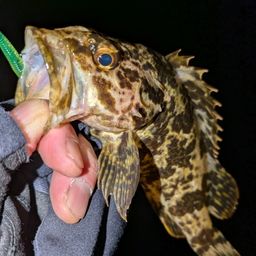 タケノコメバル