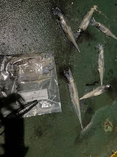 ケンサキイカの釣果