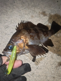 メバルの釣果