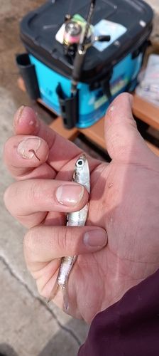 カタクチイワシの釣果