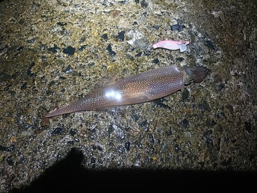 ヤリイカの釣果
