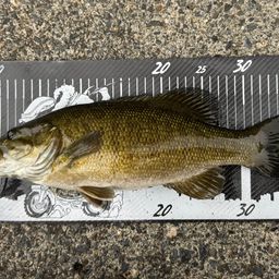 スモールマウスバス