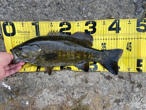 スモールマウスバスの釣果