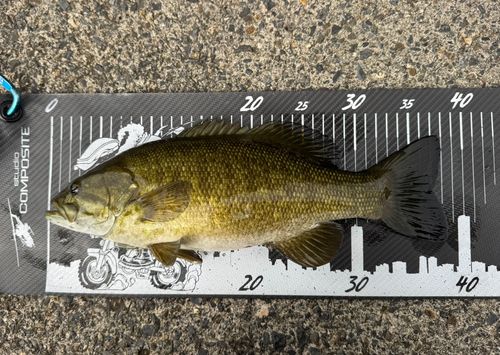 スモールマウスバスの釣果